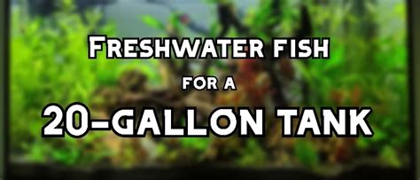 community fish|12 Freshwater Fish for a BUSTLING 20.